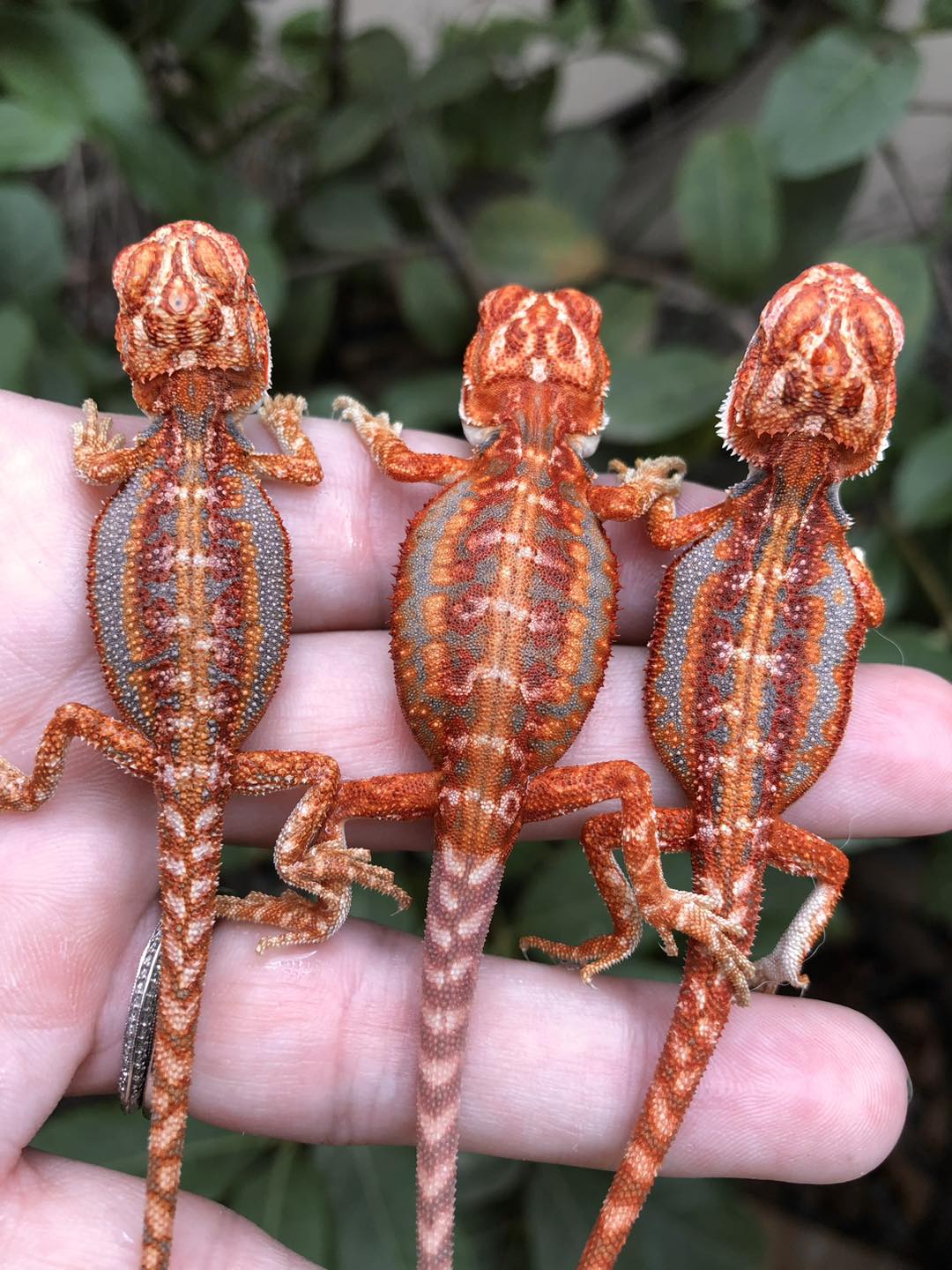 What Does it Cost to Raise a Bearded Dragon? – BeardedDragon.co