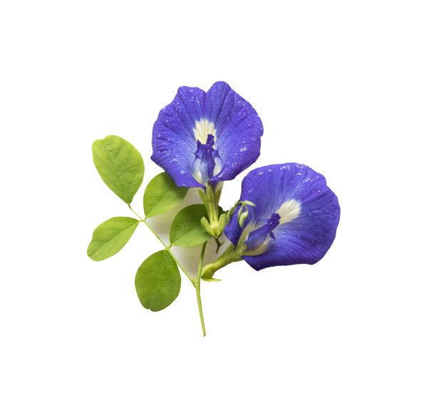 Blue Butterfly Pea Flower Seeds – BeardedDragon.co