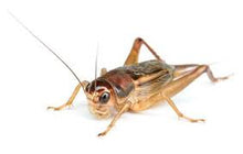 Load image into Gallery viewer, Nutritional Bug & Feeder Chow