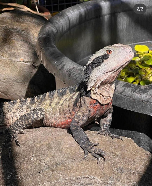 Australian Water Dragon Care Sheet