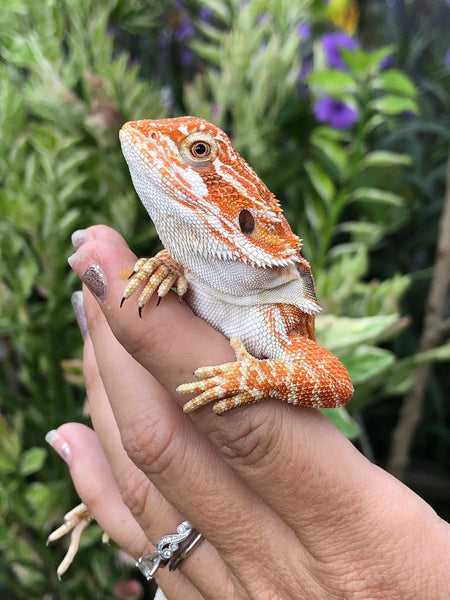 Bearded Dragon Care FAQs