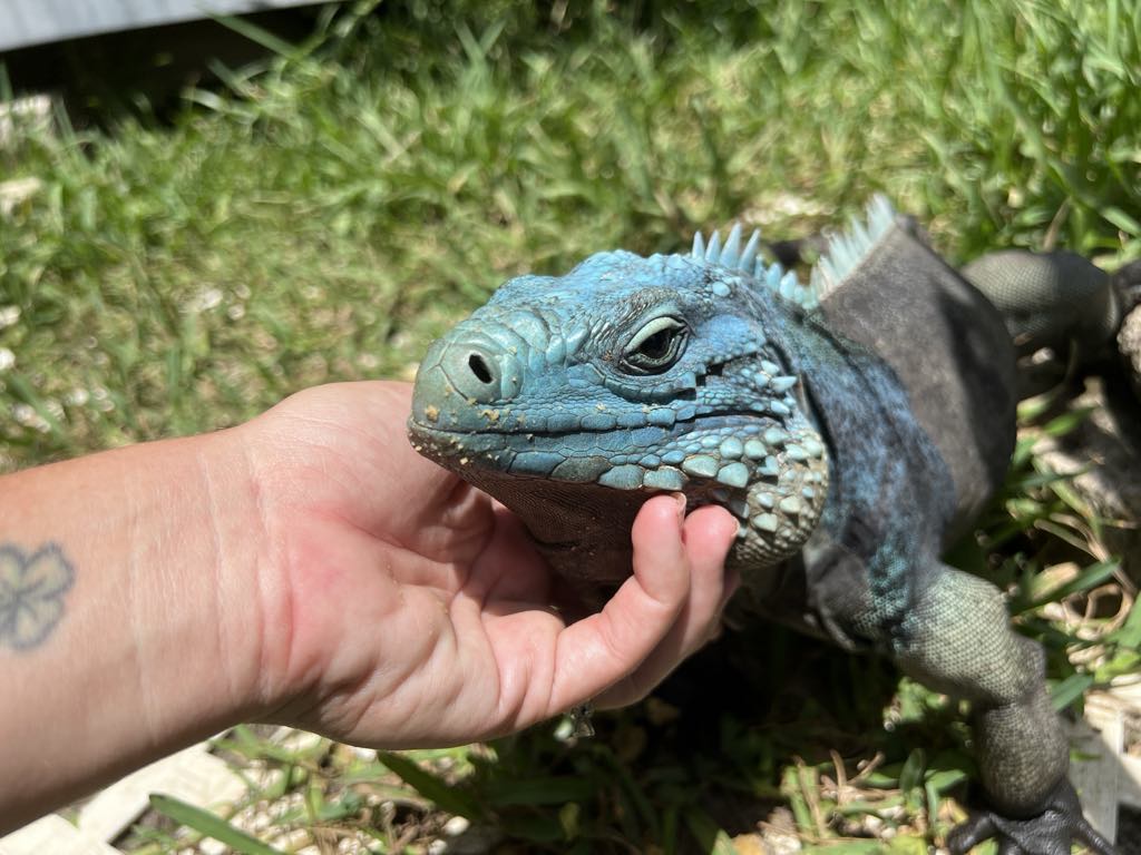 Cyclura Rock Iguana Care Sheet – BeardedDragon.co