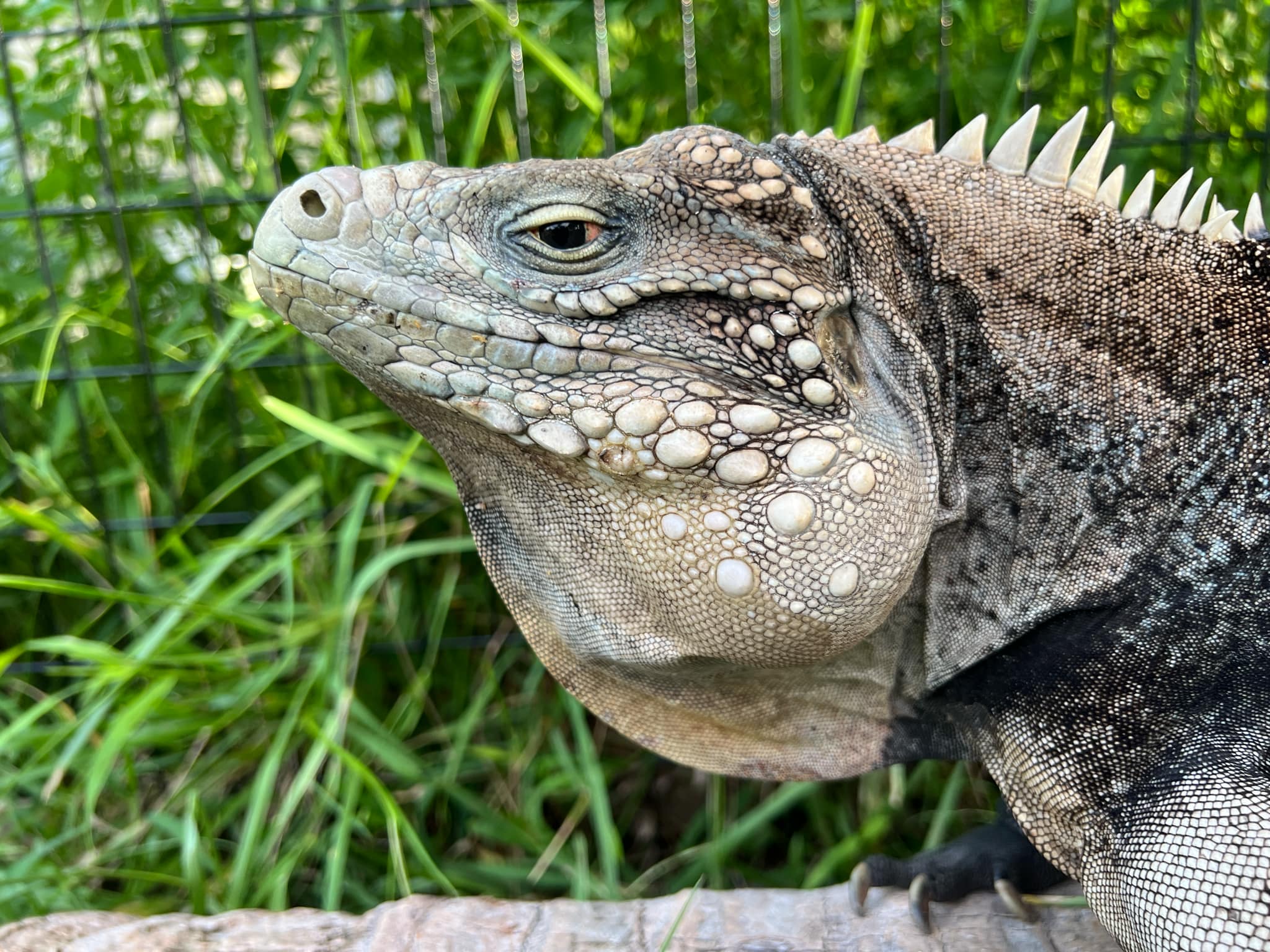 Available Cyclura Rock Iguanas – BeardedDragon.co
