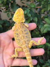 Load image into Gallery viewer, Bearded Dragon - Hypo Citrus Tiger Blue Barred Female
