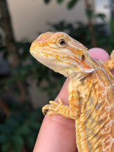 Load image into Gallery viewer, Bearded Dragon - Sunny Yellow Hypo Citrus Leather Dunner Male
