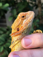 Load image into Gallery viewer, Bearded Dragon - Hypo Translucent Citrus Sunburst Color Stripe Male
