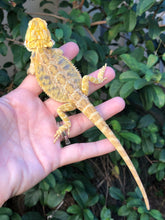 Load image into Gallery viewer, Bearded Dragon - Hypo Citrus Tiger Blue Barred Female
