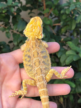 Load image into Gallery viewer, Bearded Dragon - Hypo Citrus Tiger Blue Barred Female
