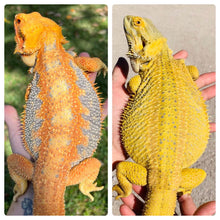 Load image into Gallery viewer, Bearded Dragon - Hypo Translucent Citrus Sunburst Color Stripe Male
