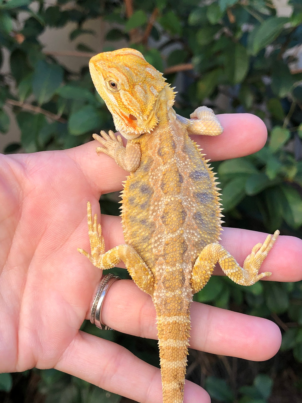 Bearded Dragon - Hypo Citrus Tiger Blue Barred Female