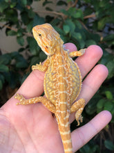 Load image into Gallery viewer, Bearded Dragon - Sunny Yellow Hypo Citrus Leather Dunner Male
