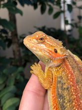 Load image into Gallery viewer, Bearded Dragon - Hypo Translucent Citrus Sunburst Color Stripe Male
