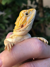 Load image into Gallery viewer, Bearded Dragon - Hypo Citrus Tiger Blue Barred Female
