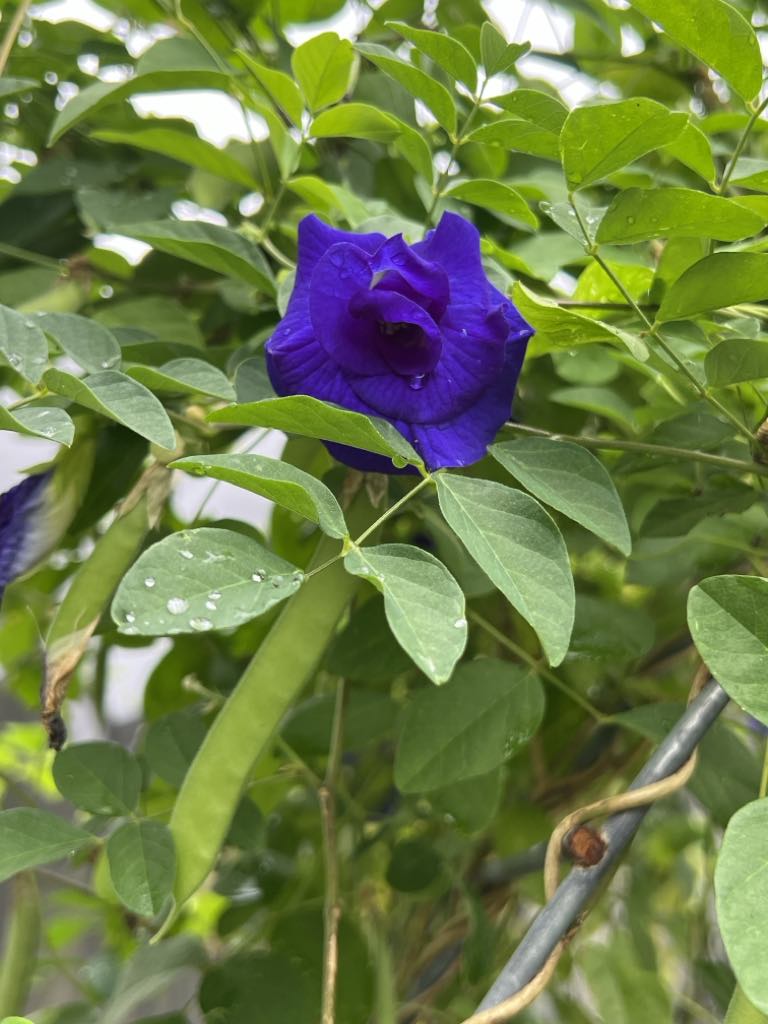 Blue Butterfly Pea Flower Seeds – BeardedDragon.co