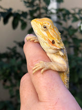 Load image into Gallery viewer, Bearded Dragon - Hypo Citrus Tiger Blue Barred Female
