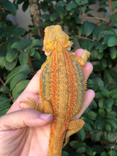 Load image into Gallery viewer, Bearded Dragon - Hypo Translucent Citrus Sunburst Color Stripe Male
