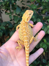 Load image into Gallery viewer, Bearded Dragon - Sunny Yellow Hypo Citrus Leather Dunner Male
