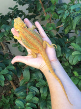 Load image into Gallery viewer, Bearded Dragon - Hypo Translucent Citrus Sunburst Color Stripe Male
