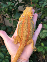 Load image into Gallery viewer, Bearded Dragon - Hypo Translucent Citrus Sunburst Color Stripe Male
