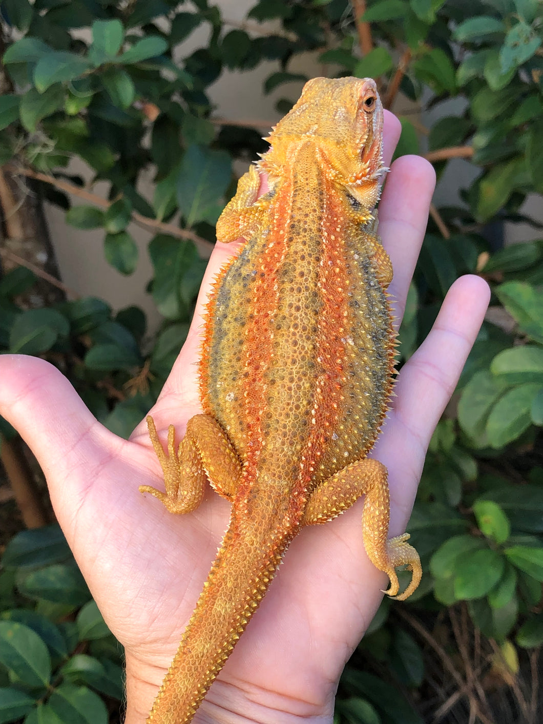 Bearded Dragon - Hypo Translucent Citrus Sunburst Color Stripe Male