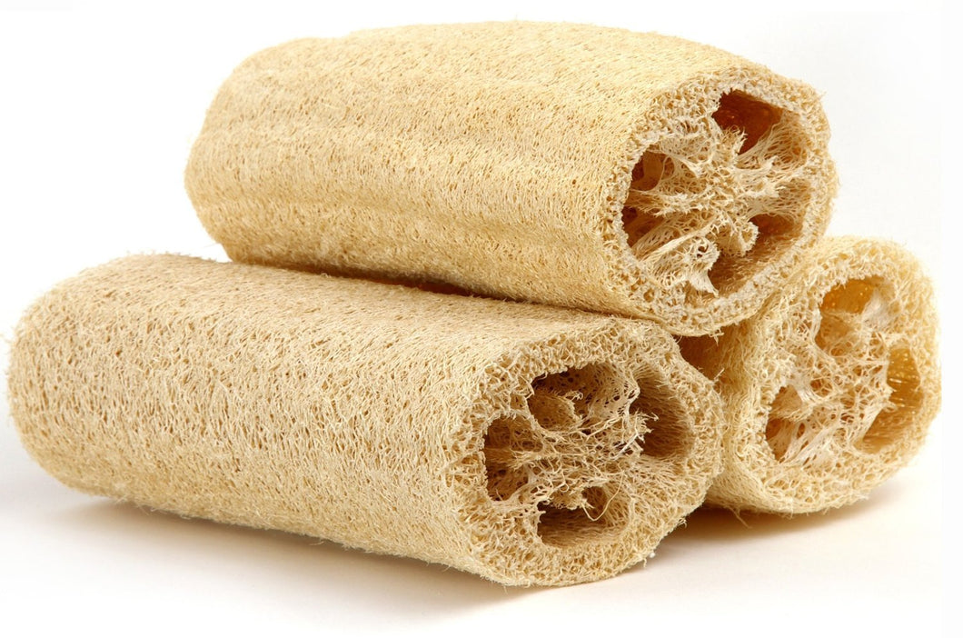 loofah plant seeds Luffa (Loofah) Gourd Plant Seeds – BeardedDragon.co