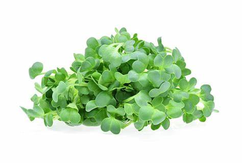 Alfalfa Plant Seeds – BeardedDragon.co