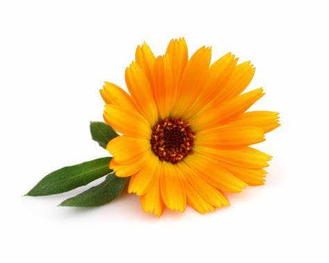 Calendula Flower Powder