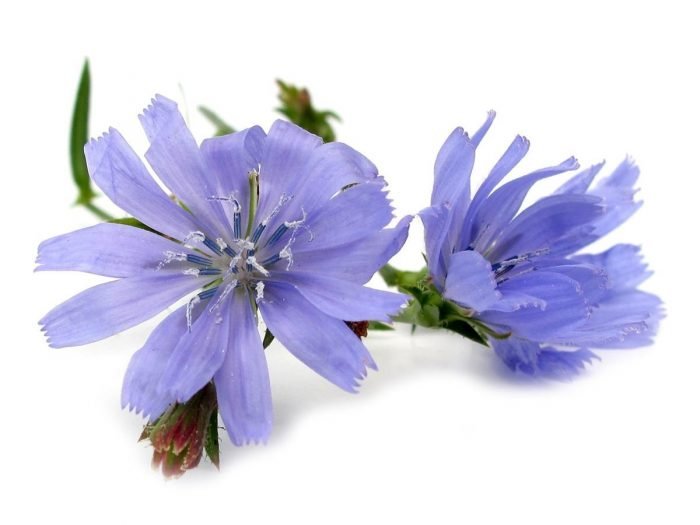 Chicory Green Seeds