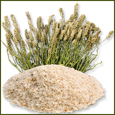 Psyllium Powder