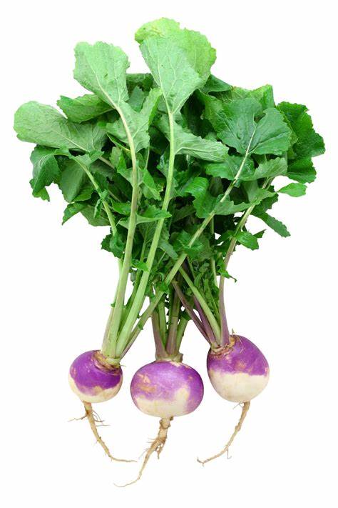 Smooth Top Turnip Seeds